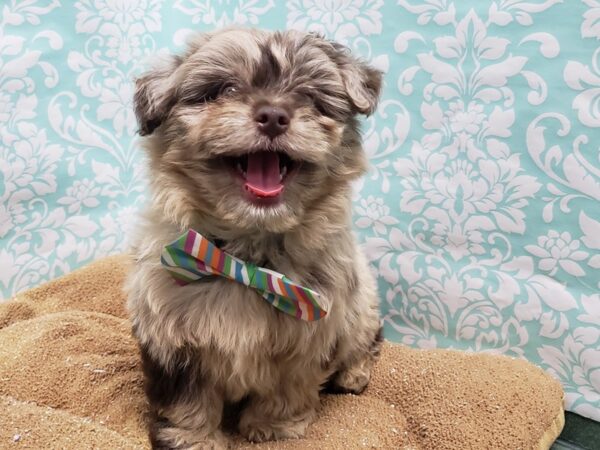 Aussiedoodle Mini DOG Male merle 6160 Petland San Antonio, TX