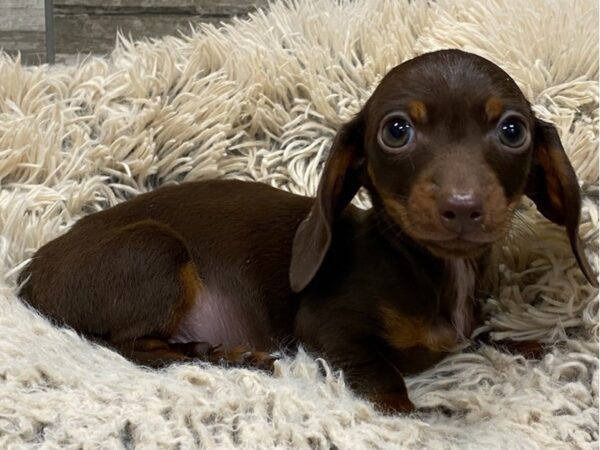 Dachshund DOG Male Chocolate & Tan 9016 Petland San Antonio, TX