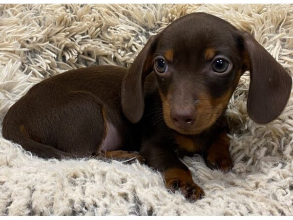Dachshund-DOG-Male-Chocolate & Tan-9017-Petland San Antonio, TX