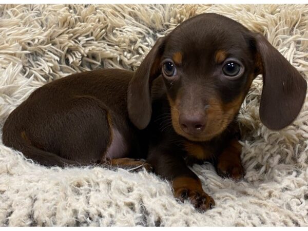 Dachshund DOG Male Chocolate & Tan 9017 Petland San Antonio, TX