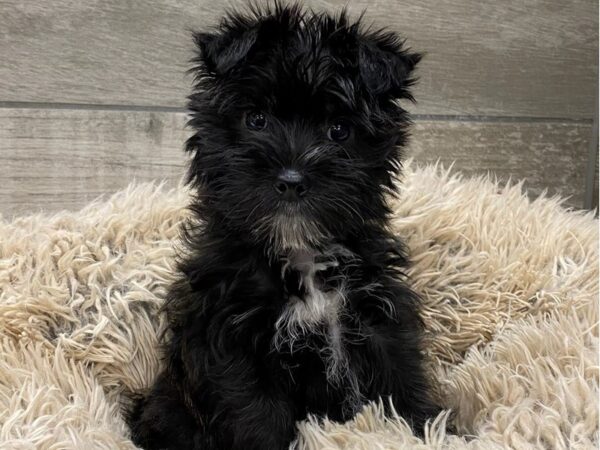 Morkie-DOG-Female-Black & Tan-9019-Petland San Antonio, TX