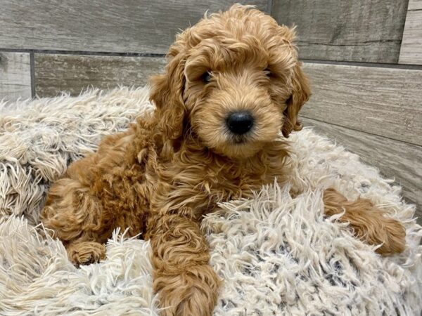 Miniature Goldendoodle DOG Female Cream 9020 Petland San Antonio, TX