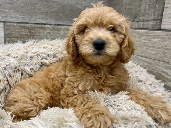 Miniature Goldendoodle DOG Female Cream 9021 Petland San Antonio, TX