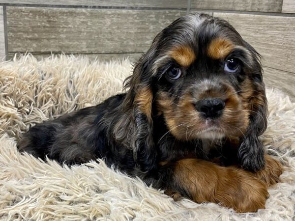 Cocker Spaniel DOG Male Blue Merle 9022 Petland San Antonio, TX