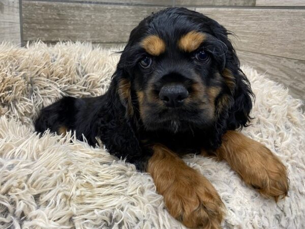 Cocker Spaniel DOG Male Black & Tan 9023 Petland San Antonio, TX