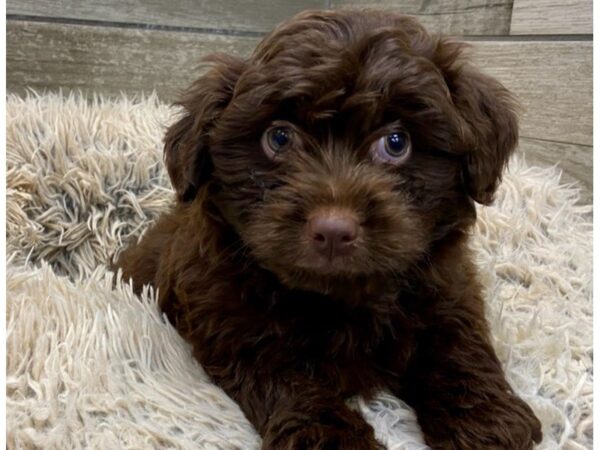 Miniature Aussiedoodle DOG Male Chocolate 9025 Petland San Antonio, TX