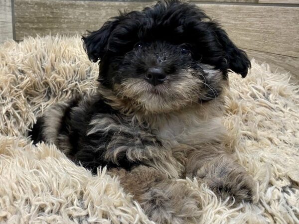 Miniature Aussiedoodle DOG Female Blue Merle 9026 Petland San Antonio, TX