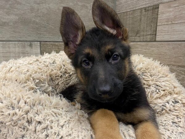 German Shepherd DOG Female Black & Tan 9027 Petland San Antonio, TX