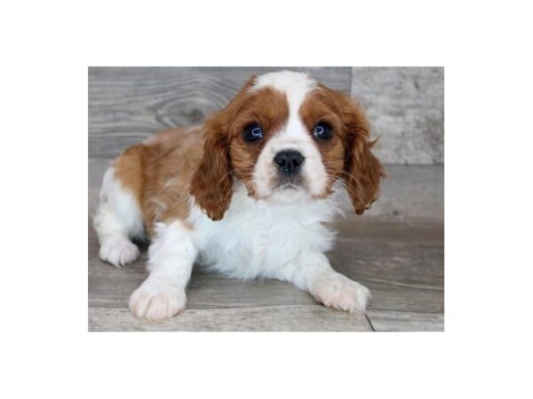 Cavalier King Charles Spaniel DOG Female Blenheim 9024 Petland San Antonio, TX