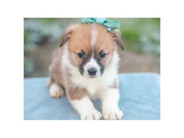 Pembroke Welsh Corgi DOG Male Red & White 9028 Petland San Antonio, TX