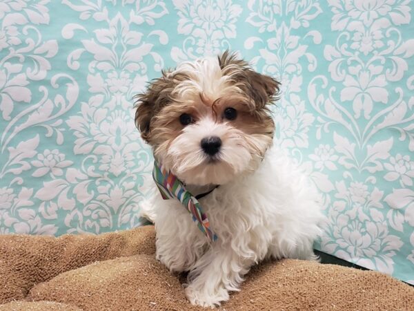 Morkie DOG Male gldn parti 6162 Petland San Antonio, TX