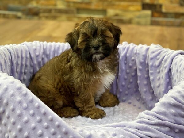 Shihpoo-DOG-Female-Brindle-9084-Petland San Antonio, TX