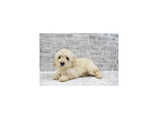 Mini Goldendoodle 2nd Gen-DOG-Male-Golden-6169-Petland San Antonio, TX