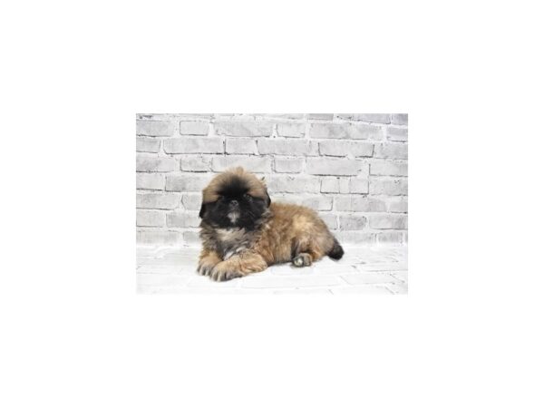 Pekingese DOG Male Fawn 6170 Petland San Antonio, TX