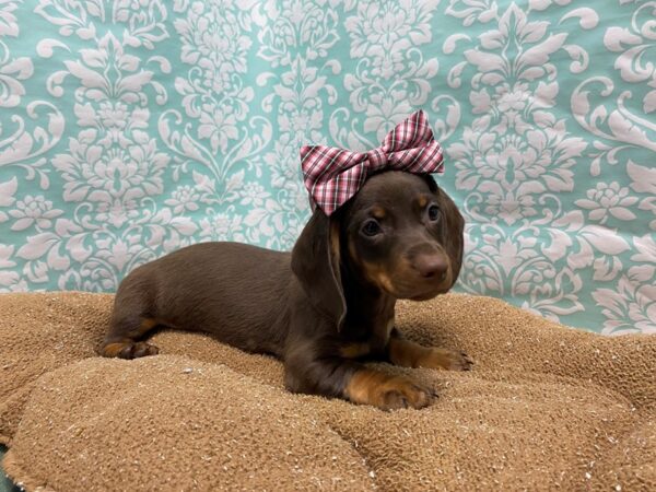 Dachshund DOG Female chlt & tn 6165 Petland San Antonio, TX