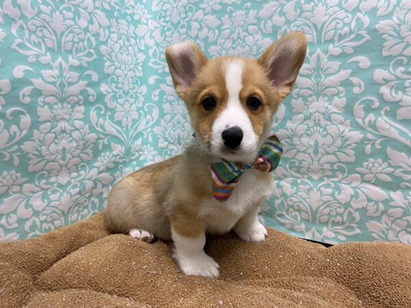 Pembroke Welsh Corgi DOG Male rd, wh mkgs 6166 Petland San Antonio, TX