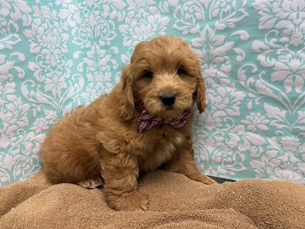 Mini Goldendoodle-DOG-Male-rd-6167-Petland San Antonio, TX