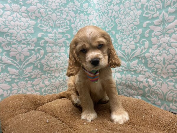 Cocker Spaniel DOG Male bf, wh mkgs 6171 Petland San Antonio, TX