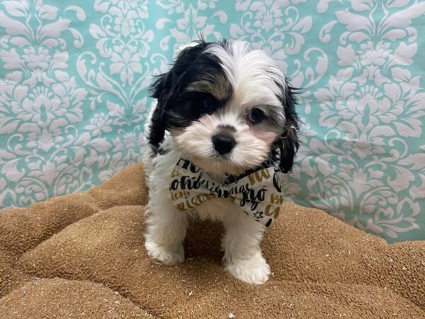 Cavapoo DOG Male blk wh & tn 6172 Petland San Antonio, TX