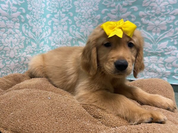 Golden Retriever DOG Female gldn 6173 Petland San Antonio, TX