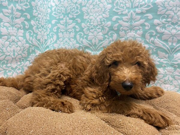 Goldendoodle DOG Male rd 6174 Petland San Antonio, TX