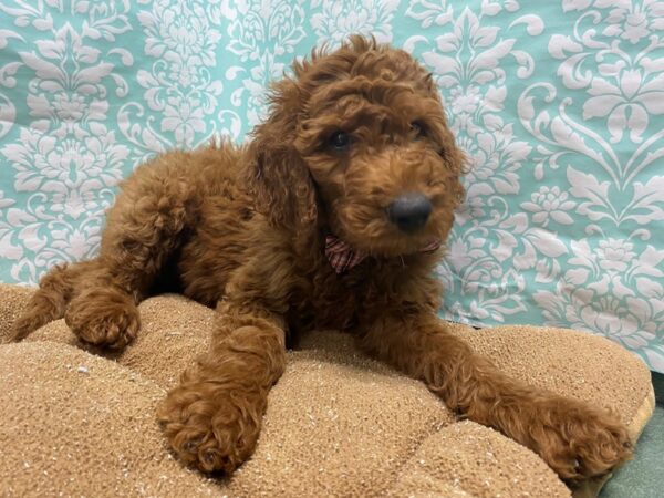 Goldendoodle DOG Male rd 6175 Petland San Antonio, TX