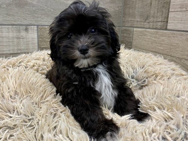 Teddy Bear DOG Male Black & White 9029 Petland San Antonio, TX