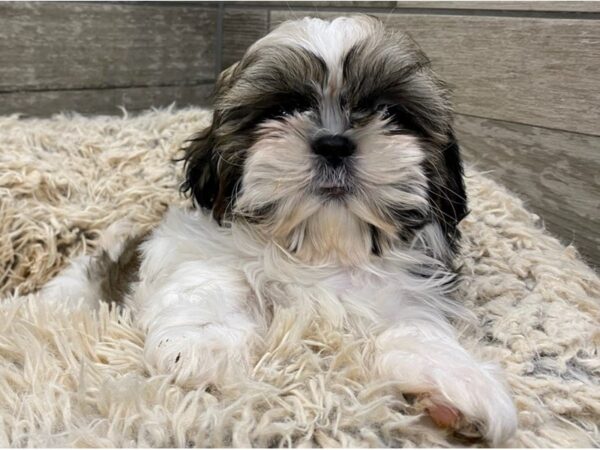Shih Tzu-DOG-Female-Brindle & White-9030-Petland San Antonio, TX