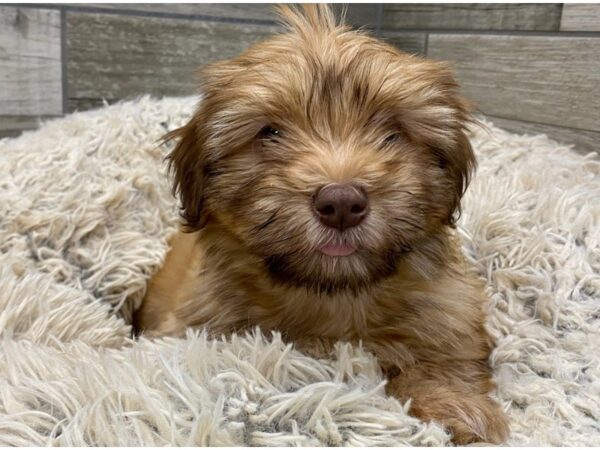 Havanese DOG Male Gold & Chocolate Sable 9033 Petland San Antonio, TX