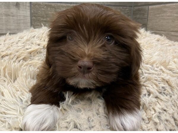 Havanese DOG Female Chocolate Brown & White 9034 Petland San Antonio, TX