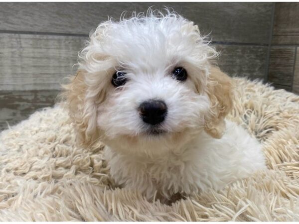 Cavachon DOG Male Cream & White 9035 Petland San Antonio, TX