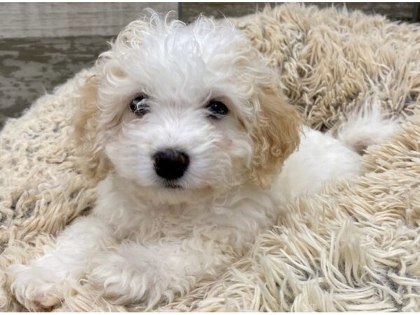 Cavachon-DOG-Female-Cream & White-9036-Petland San Antonio, TX