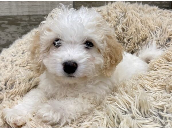 Cavachon DOG Female Cream & White 9036 Petland San Antonio, TX