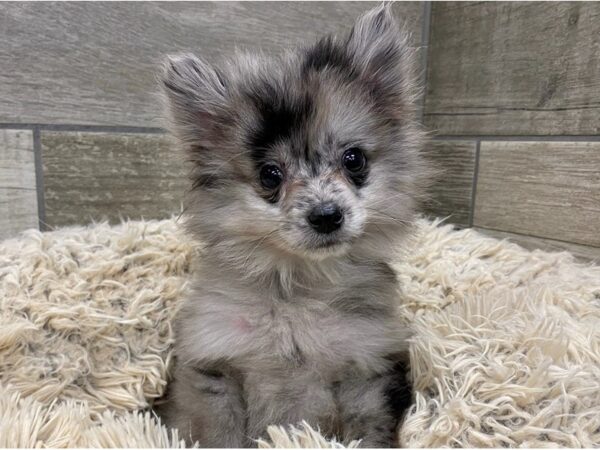 Pomeranian DOG Male Blue Merle 9037 Petland San Antonio, TX