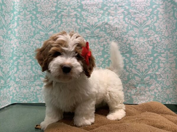 Mini Bernadoodle-DOG-Female-rd & wh parti-6168-Petland San Antonio, TX