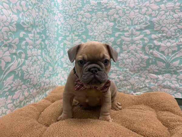 French Bulldog DOG Male bl 6146 Petland San Antonio, TX