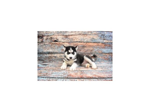 Siberian Husky-DOG-Male-Black and White-6180-Petland San Antonio, TX