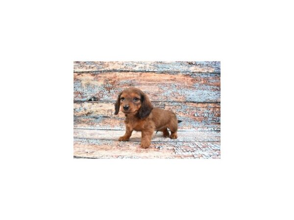 Dachshund-DOG-Male-Red-6177-Petland San Antonio, TX