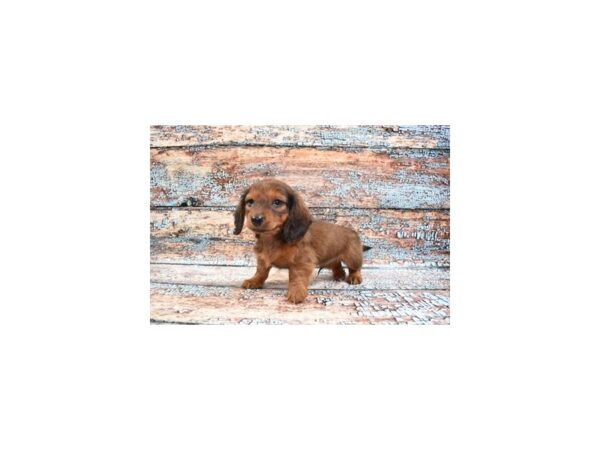 Dachshund DOG Male Red 6177 Petland San Antonio, TX