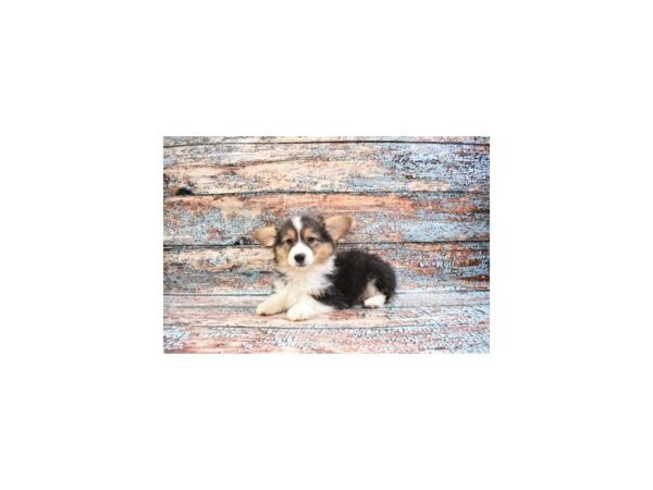 Pembroke Welsh Corgi-DOG-Male-Black and Tan-6179-Petland San Antonio, TX