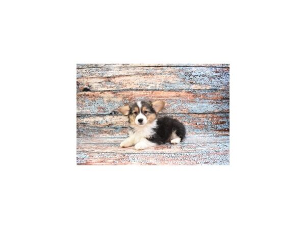 Pembroke Welsh Corgi DOG Male Black and Tan 6179 Petland San Antonio, TX