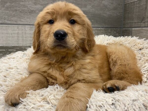 Golden Retriever DOG Male Golden 9039 Petland San Antonio, TX