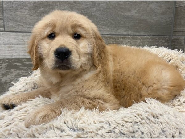 Golden Retriever DOG Female Golden 9040 Petland San Antonio, TX