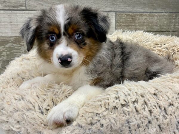 Australian Shepherd DOG Male Blue Merle 9041 Petland San Antonio, TX