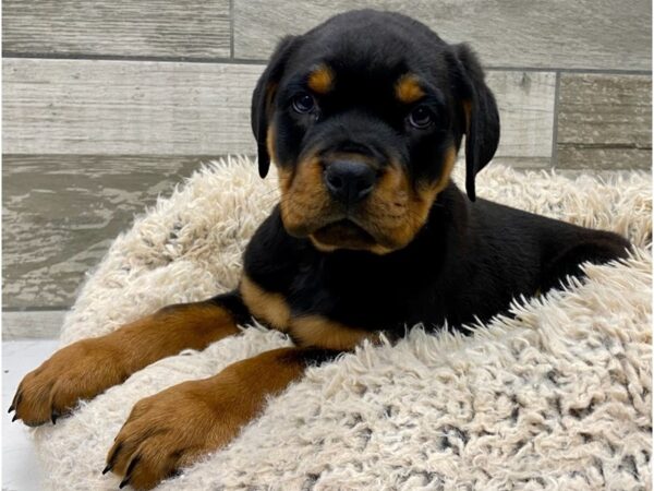 Rottweiler DOG Male Black & Tan 9042 Petland San Antonio, TX