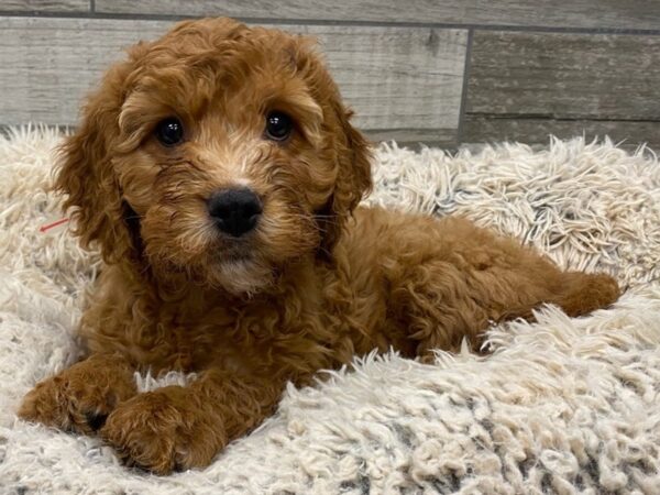 Miniature Goldendoodle DOG Female Red 9043 Petland San Antonio, TX