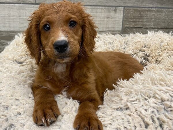 Miniature Goldendoodle-DOG-Female-Red-9044-Petland San Antonio, TX