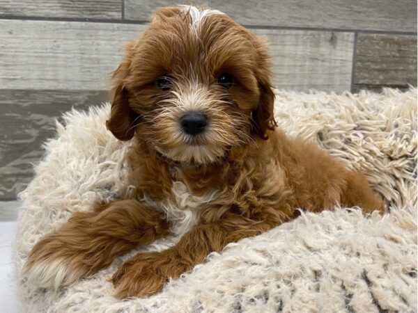 Cockapoo DOG Male Red & White 9045 Petland San Antonio, TX