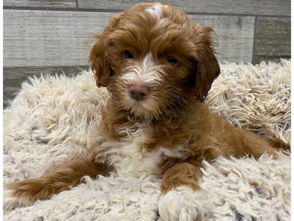 Cockapoo DOG Female Red & White 9046 Petland San Antonio, TX