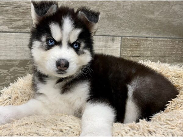 Siberian Husky DOG Male Black & White 9047 Petland San Antonio, TX